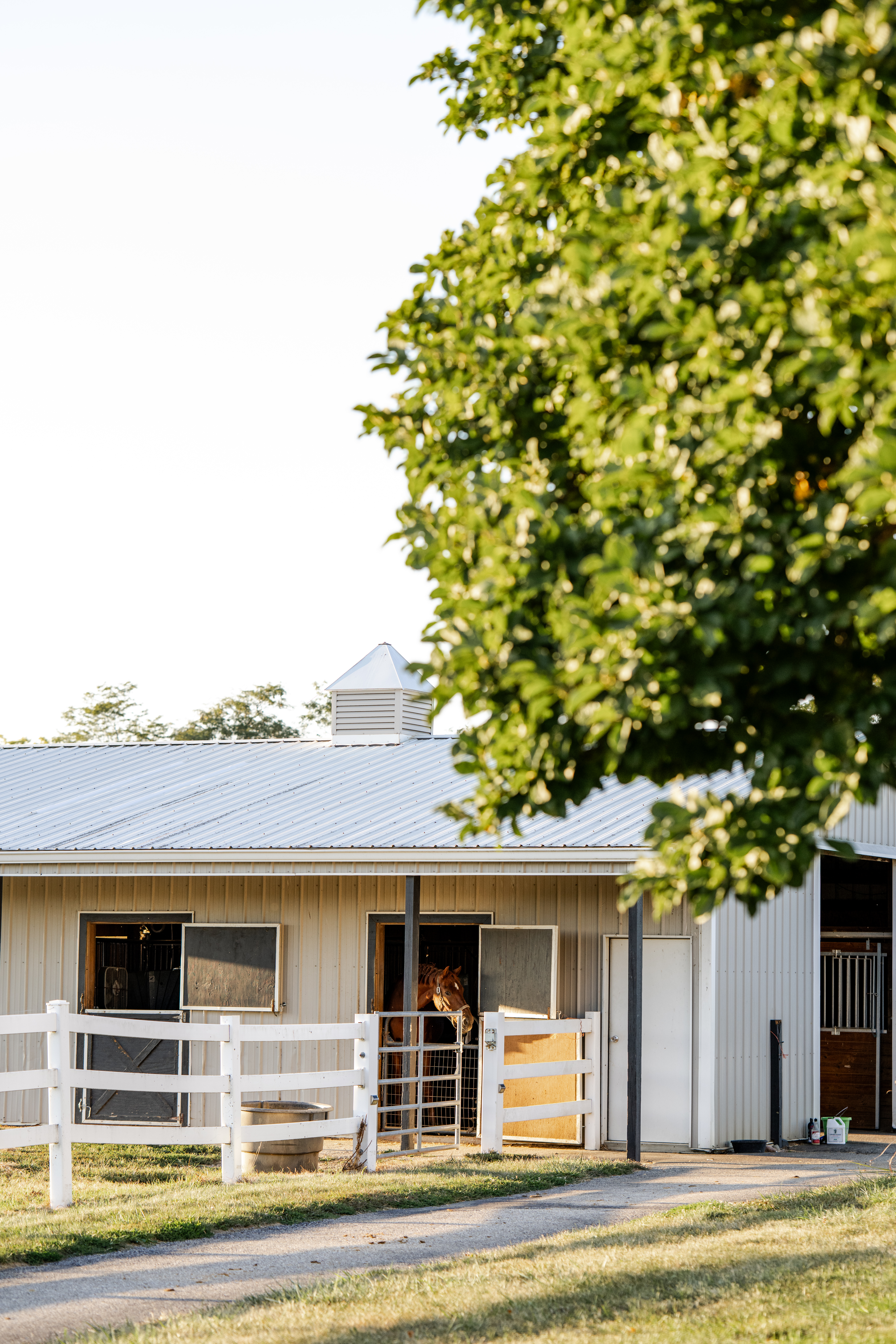 Chestnut horse looks out the barn window at family farm in Sheridan, Indiana.