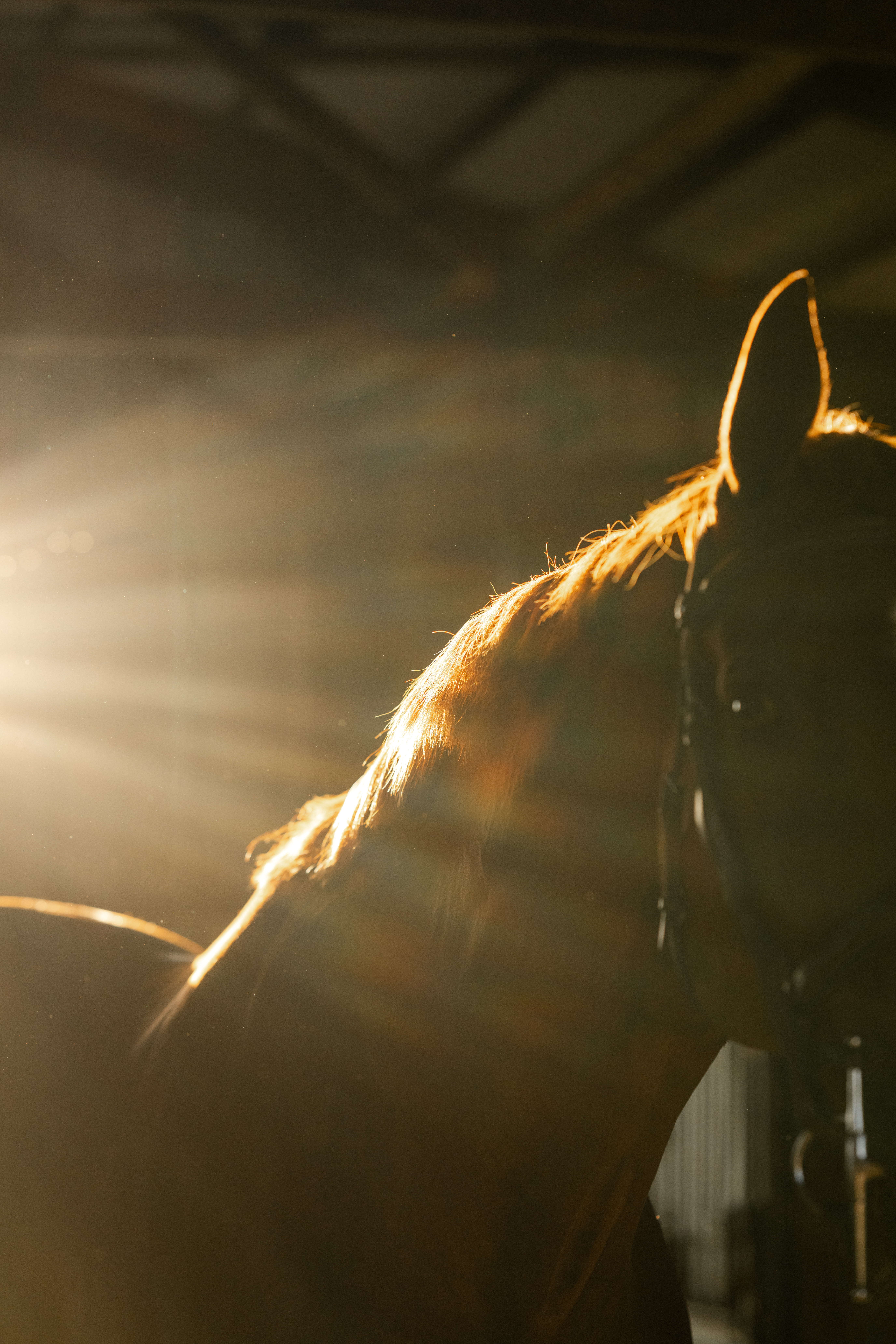 Chestnut horse stands in barn illuminated by golden light during grooming before golden hour equestrian photos.
